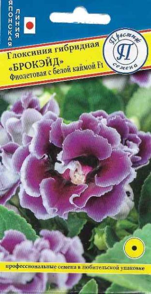 Купить Семена Глоксиния "Брокэйд" Фиолетовая с каймой F1 10 др, Престиж ...